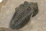 Pseudocryphaeus (Cryphina) Trilobite - Orange Eyes #230470-5